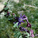 Passiflora umbilicata - Photo 由 Martin Lowry 所上傳的 (c) Martin Lowry，保留部份權利CC BY-NC