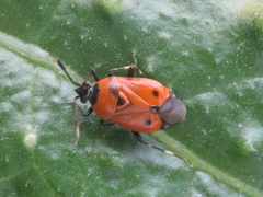 Deraeocoris punctum