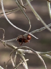 Ophiocordyceps camponoti-floridani