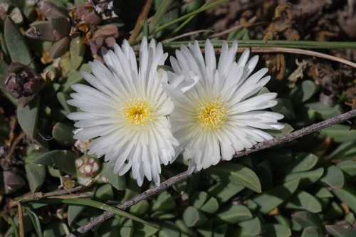 Corpuscularia britteniae