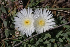Corpuscularia