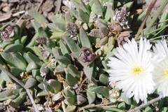 Corpuscularia