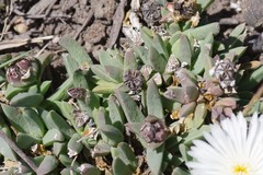 Corpuscularia