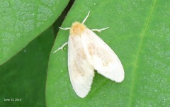 Euproctis subflava