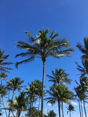 Cocos nucifera