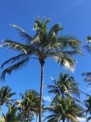 Cocos nucifera