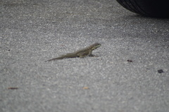 Tropidurus torquatus