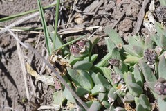 Corpuscularia