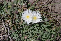 Corpuscularia