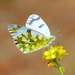 Eastern Dappled White - Photo (c) Kostas Zontanos, some rights reserved (CC BY-NC), uploaded by Kostas Zontanos
