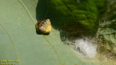 Cyrtarachne inaequalis