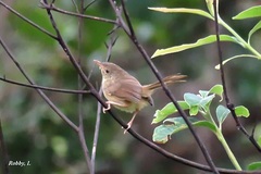 Prinia polychroa