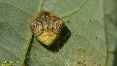 Cyrtarachne inaequalis