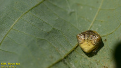 Cyrtarachne inaequalis