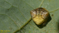 Cyrtarachne inaequalis