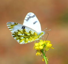 Euchloe ausonia