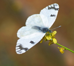 Euchloe ausonia