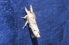 Clostera anastomosis