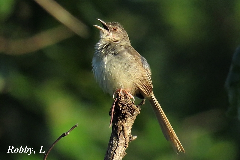 Brown Prinia photo