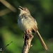 Brown Prinia - Photo (c) robbythai, some rights reserved (CC BY-NC)