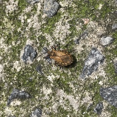 Spartocera