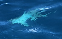 Carcharhinus plumbeus