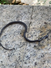 Oxyrhopus clathratus