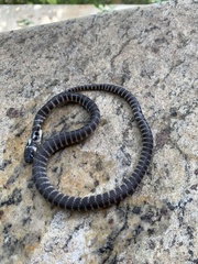 Oxyrhopus clathratus
