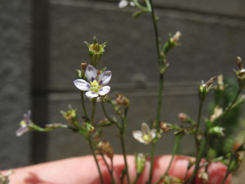 Image of Wahlenbergia androsacea by (c) Jeremy Gilmore, some rights reserved (CC BY)