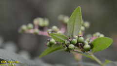 Pristomyrmex punctatus
