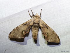 Daphnusa ocellaris