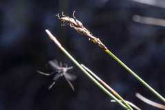 Carex myosuroides