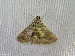 Nacoleia