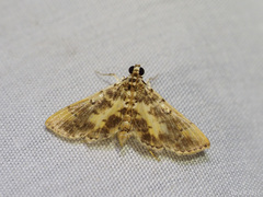 Nacoleia