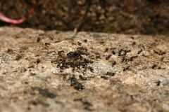 Crematogaster auberti