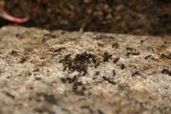 Crematogaster auberti