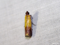 Piesmopoda semilutea