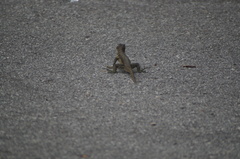 Tropidurus torquatus