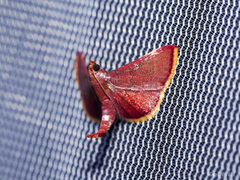 Hypsopygia marthalis