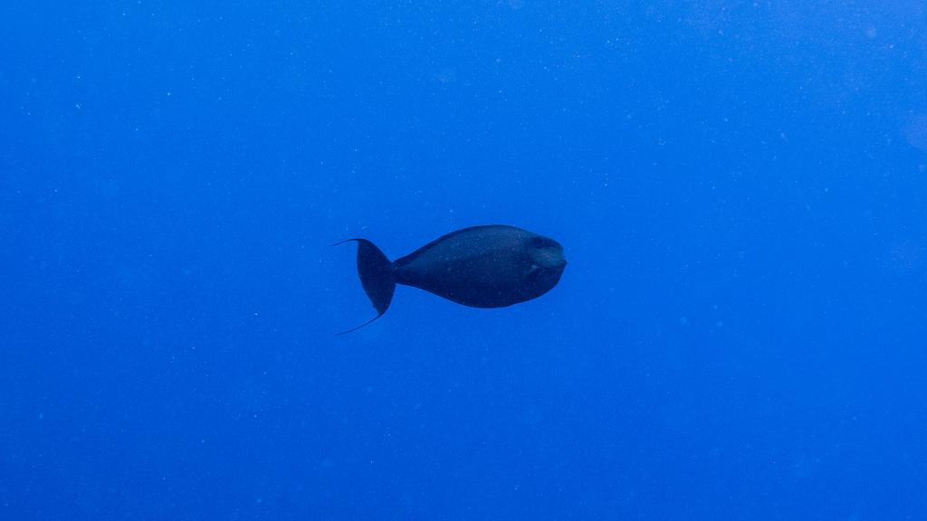 Bignose Unicornfish