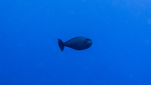 Bignose Unicornfish