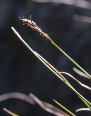 Carex myosuroides