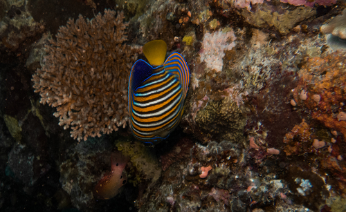 Pygoplites diacanthus observed 2017-12-23