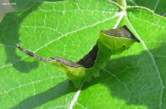 Cerura