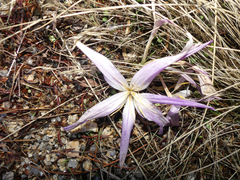 Colchicum montanum