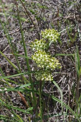 Xysmalobium involucratum