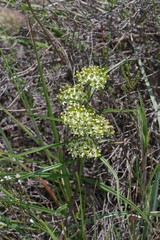 Xysmalobium involucratum