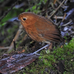 Equatorial Antpitta photo 4