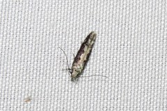 Coleotechnites florae