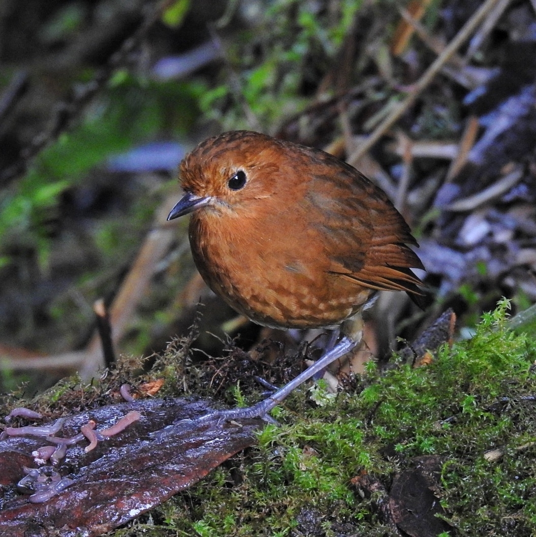 Equatorial Antpitta illustration